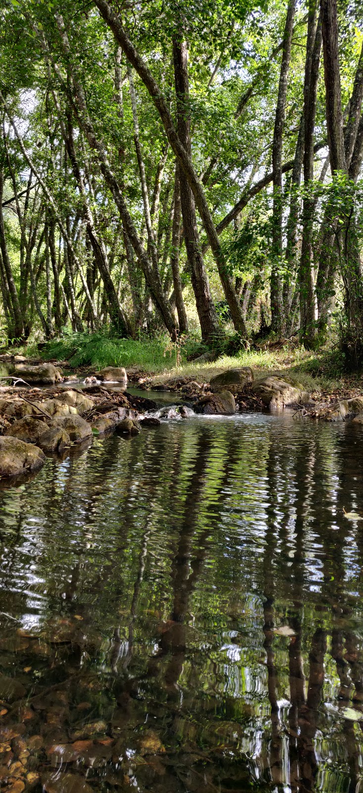 D'Alcolobre